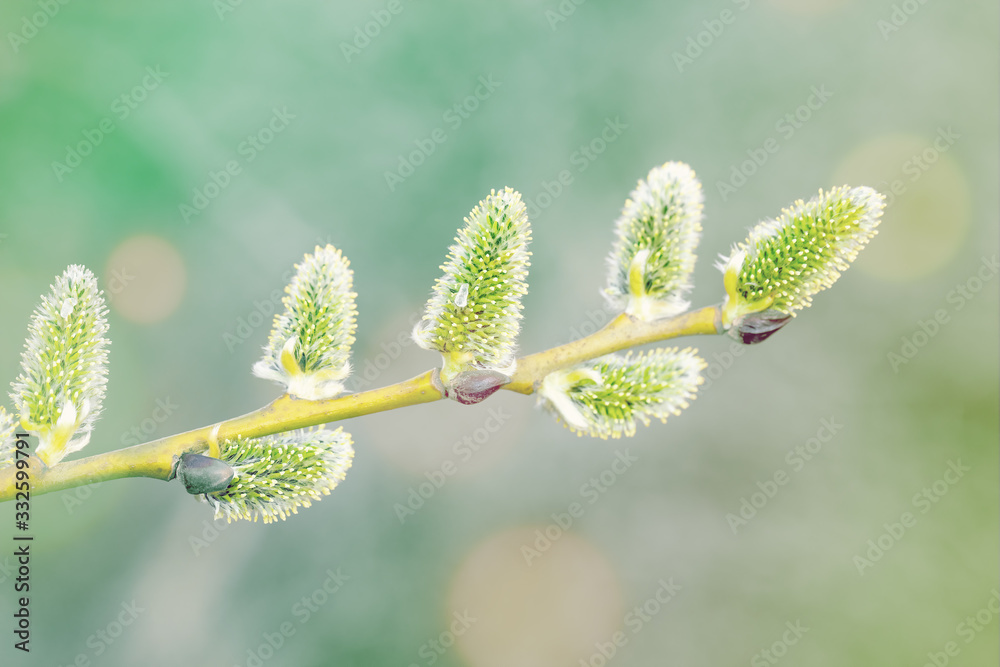 pussy-willow willow branches in bloom, spring concept, Easter holiday, background pussy-willow willow branches in bloom, spring concept, Easter holiday, background