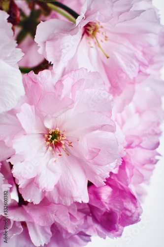 Cherry blossom  spring flowers.