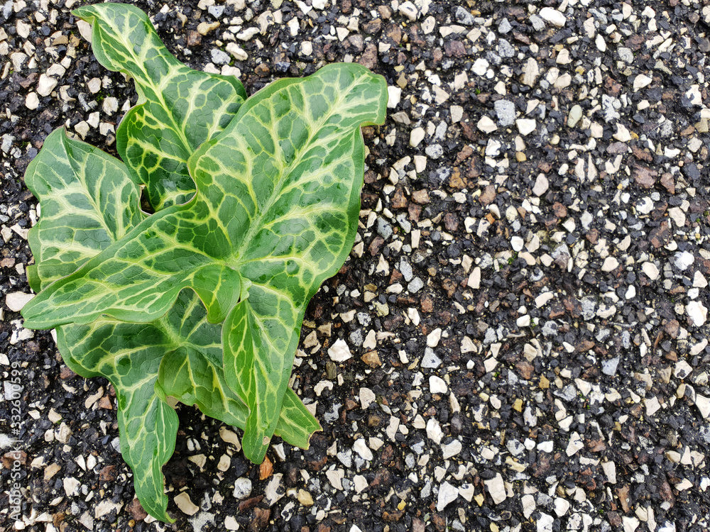 Green leaves with raindrops on the asphalt. The texture of the asphalt. Green leaves with raindrops on the asphalt. The texture of the asphalt.