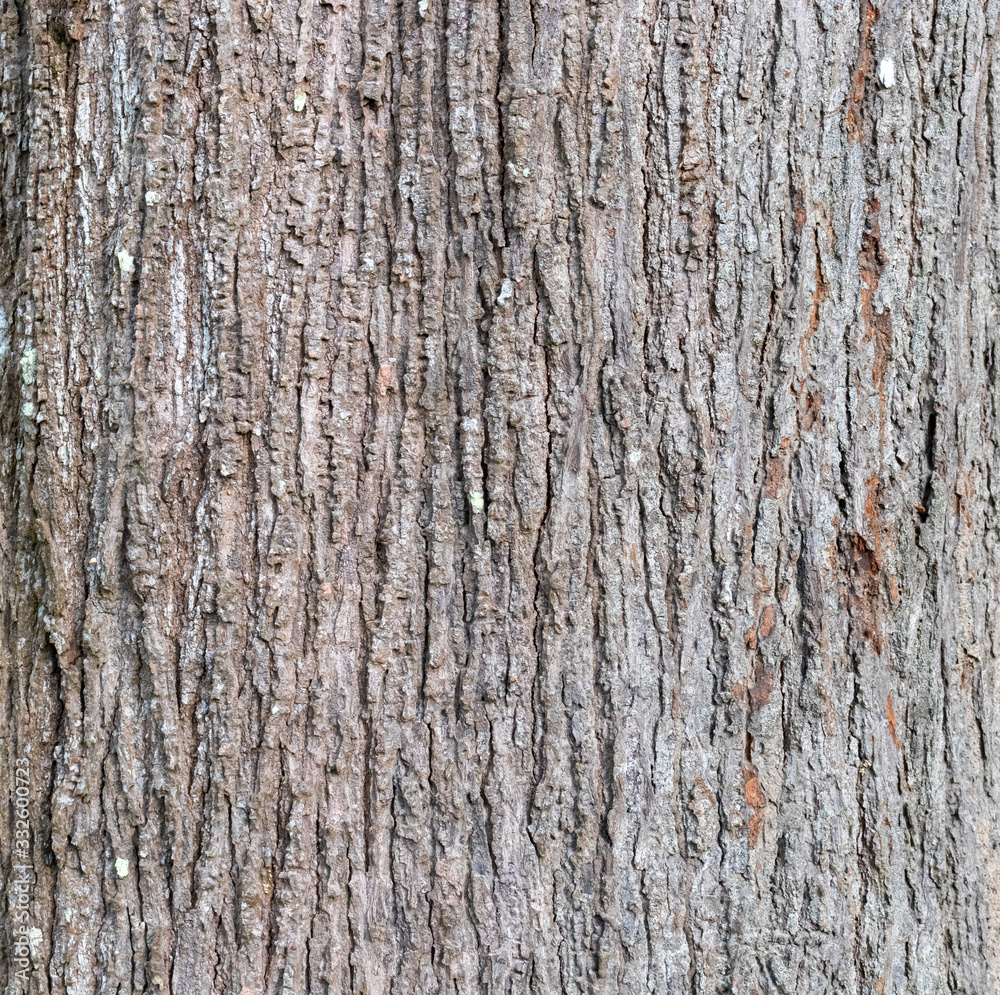 Closeup Tree Bark Texture For Background , Old Wood Tree background surface natural pattern Closeup Tree Bark Texture For Background , Old Wood Tree background surface natural pattern