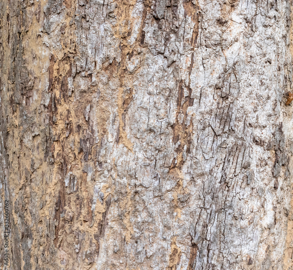 Obraz premium Closeup Tree Bark Texture For Background , Old Wood Tree background surface natural pattern