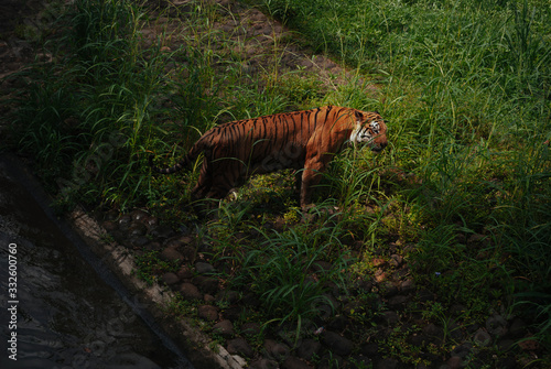 Pantera tigris sondaica or sumatran tiger in the zoo photo