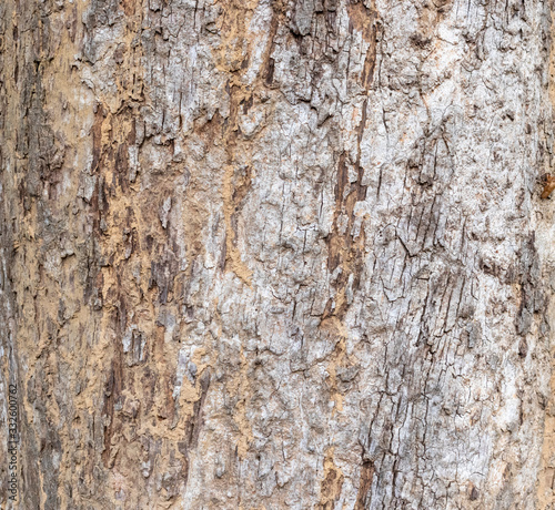 Closeup Tree Bark Texture For Background , Old Wood Tree background surface natural pattern