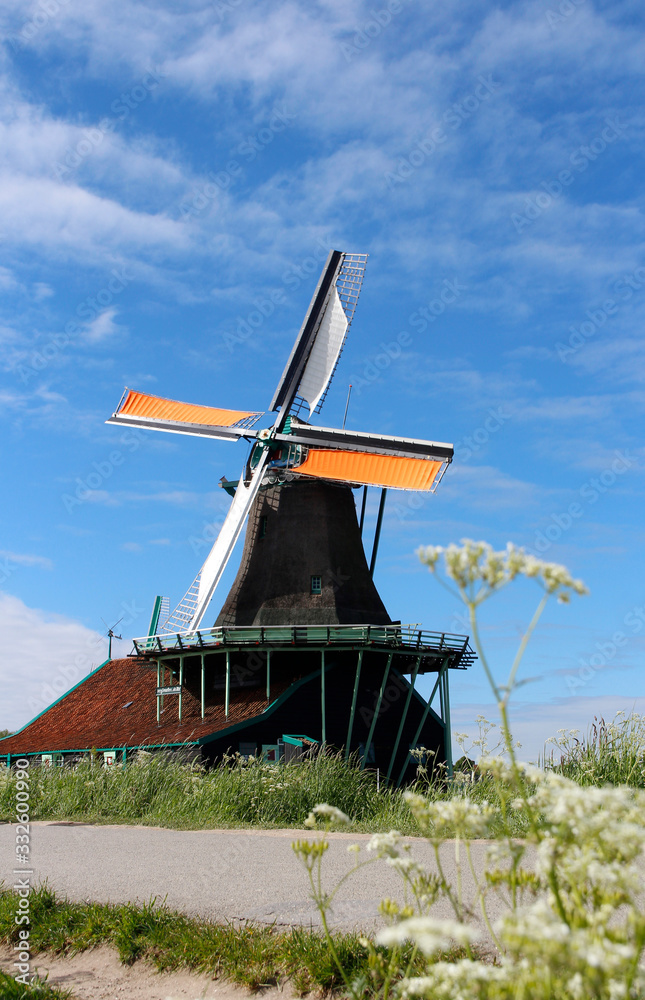 View of traditional Dutch windmill with the flowers as foreground in spring at the Zaanse Schans, Zaandam, Netherlands