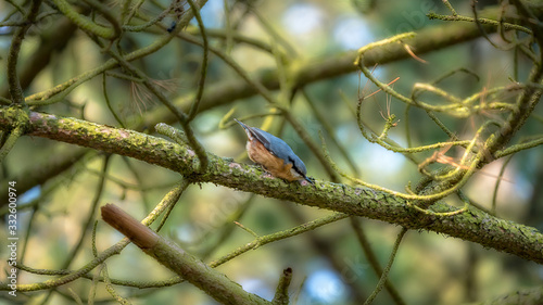Eurasian nuthatch sitting on a tree branch in a forest © DZiegler