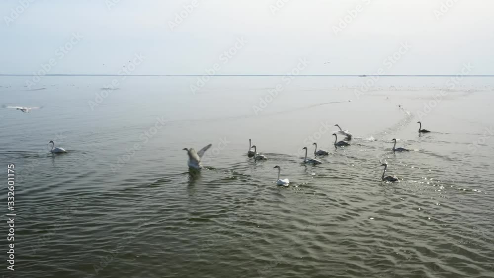 Ukrainain wild nature and animals. Flock of white swans flying over the black sea. Top aerial video. Wild nature from above. Discovery our planet. Ukrainain wild nature and animals. Flock of white swans flying over the black sea. Top aerial video. Wild nature from above. Discovery our planet.