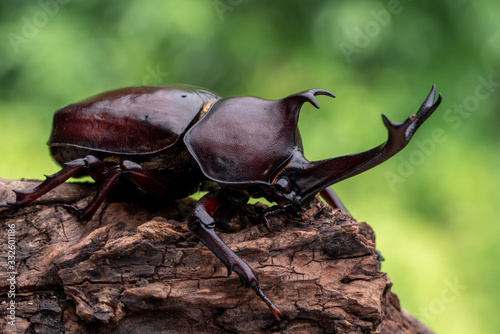カブトムシ 甲虫 オス © ruiruito
