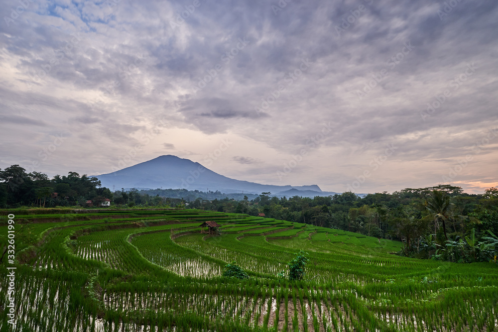 landscape with rice field and blue sky landscape with rice field and blue sky