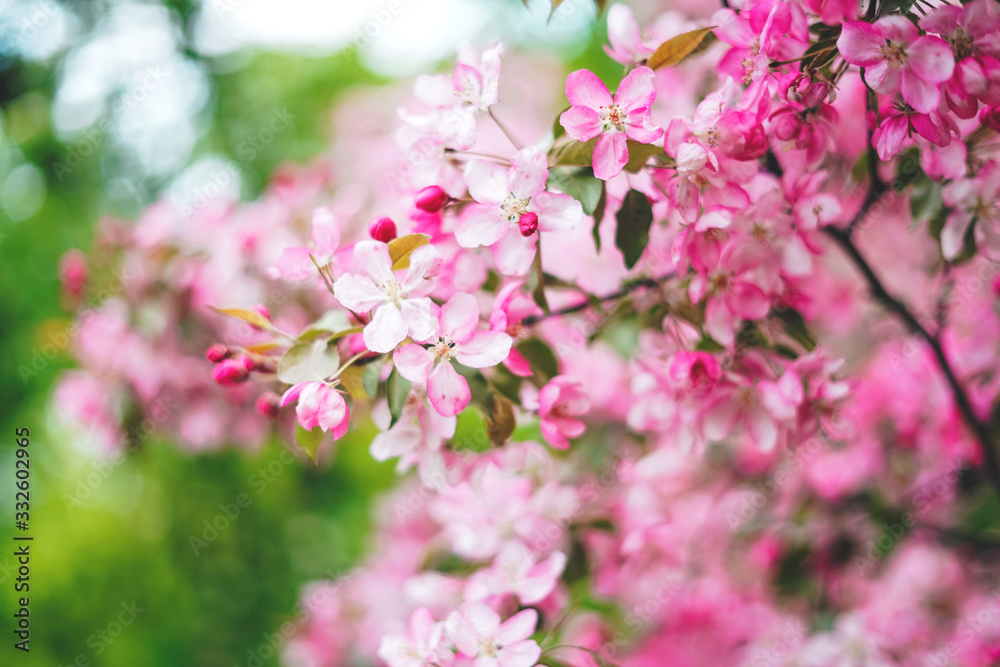Obraz premium Blooming twig of pink apple tree in the garden.