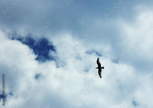 seagull flies in the sky