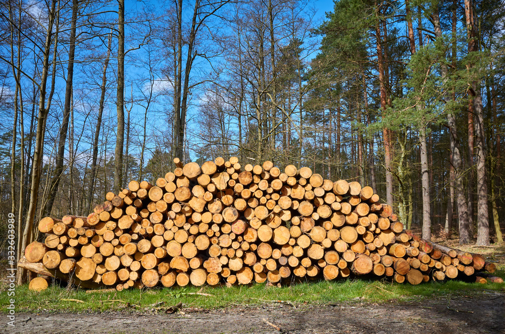 Pile of wood in a forest on a sunny day.