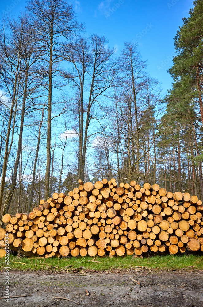 Pile of wood in a forest on a sunny day.