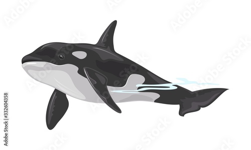 Killer whale or orca is toothed animal with black back belonging to oceanic dolphin family. Some populations are considered threatened or endangered. Vector illustration isolated on white background.