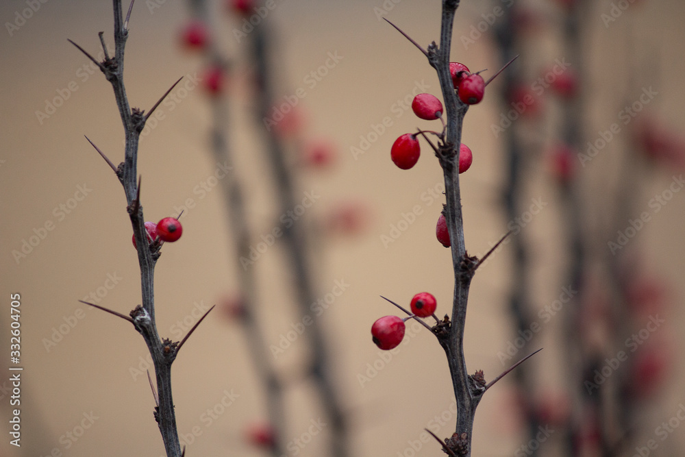 Fresh red berries on brown twig with big sharp thorns. Curved branch of barberry closeup on blurry green background. Autumn backdrop Fresh red berries on brown twig with big sharp thorns. Curved branch of barberry closeup on blurry green background. Autumn backdrop