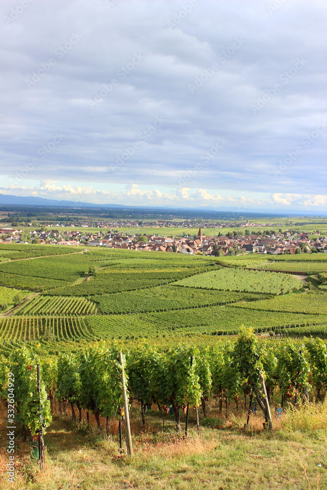 Weinfelder, Elsass, Frankreich