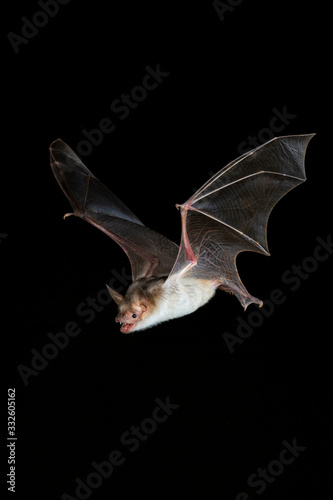 Fotografering Bechsteins bat flying close up