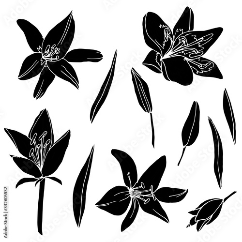 Silhouette of a lily on a white background. Collection of logos. Set of decorative elements. Vector illustration.