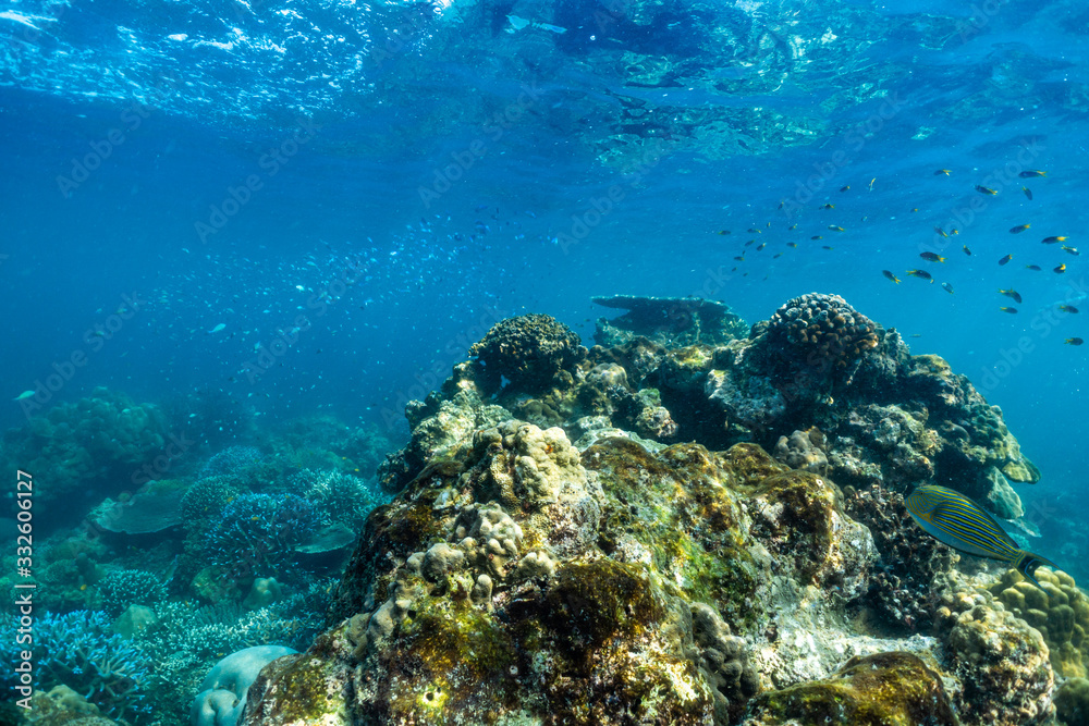 Fototapeta premium underwater scene with coral reef and fish; Sea in Surin Islands; Phang Nga Province; southern of Thailand.