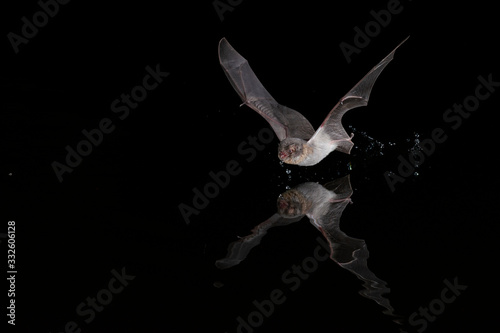 Water Bat Daubentons photo