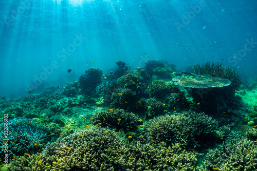 underwater scene with coral reef and fish  Sea in Surin Islands  Phang Nga Province  southern of Thailand. © satit