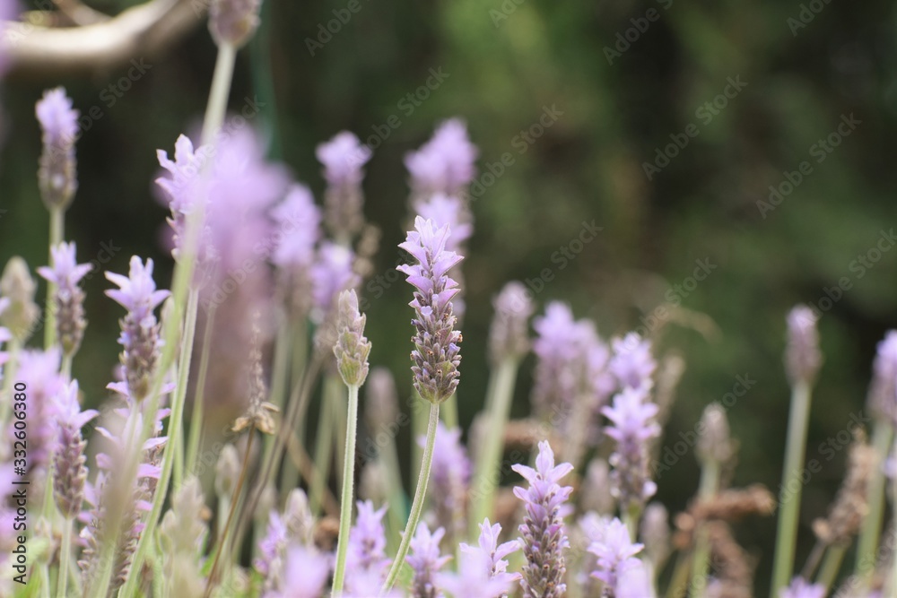 Fototapeta premium Beautiful, lavender, flowers, background, nature