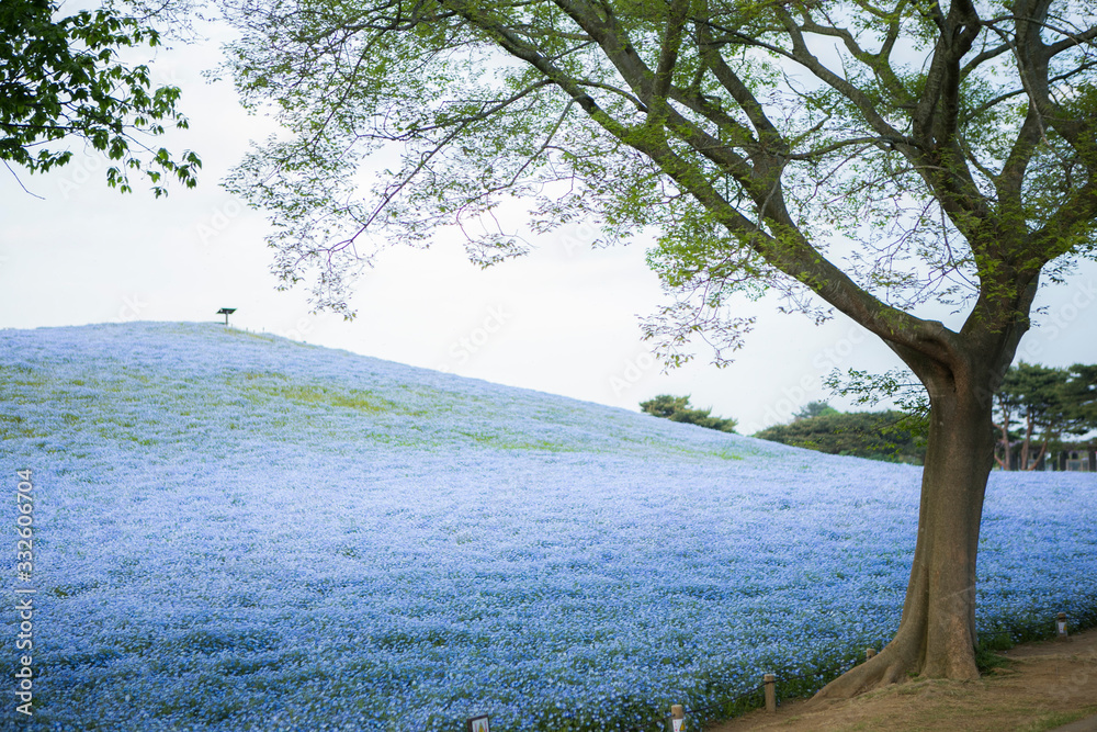 hill of baby blue eyes flower field with a green tree hill of baby blue eyes flower field with a green tree