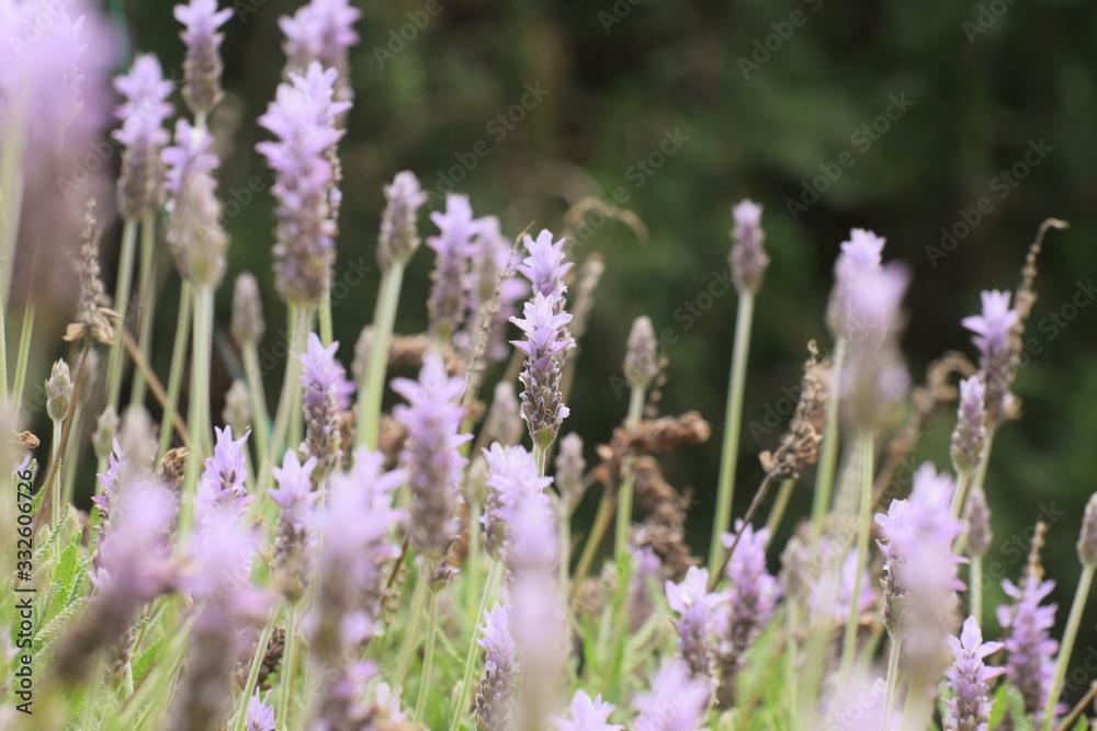 Beautiful, lavender, flowers, background, nature Beautiful, lavender, flowers, background, nature