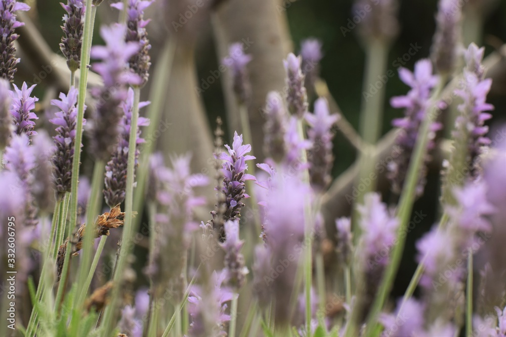 Fototapeta premium Beautiful, lavender, flowers, background, nature