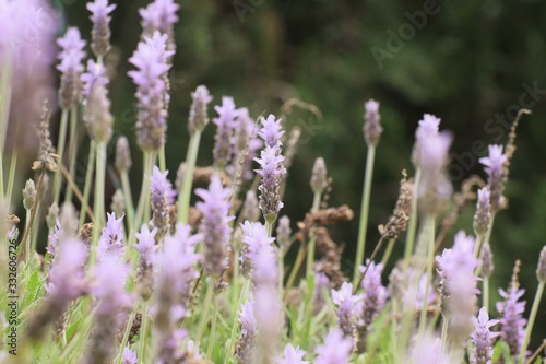 Beautiful  lavender  flowers  background  nature
