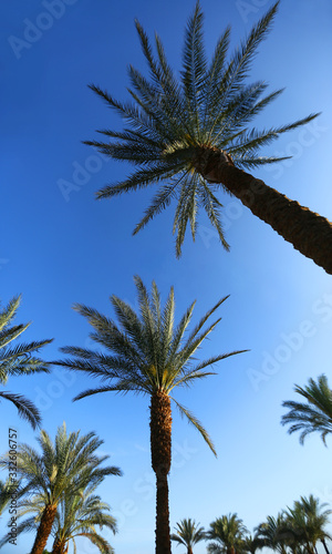 Tropical vertical background with green palm trees isolated against blue sky