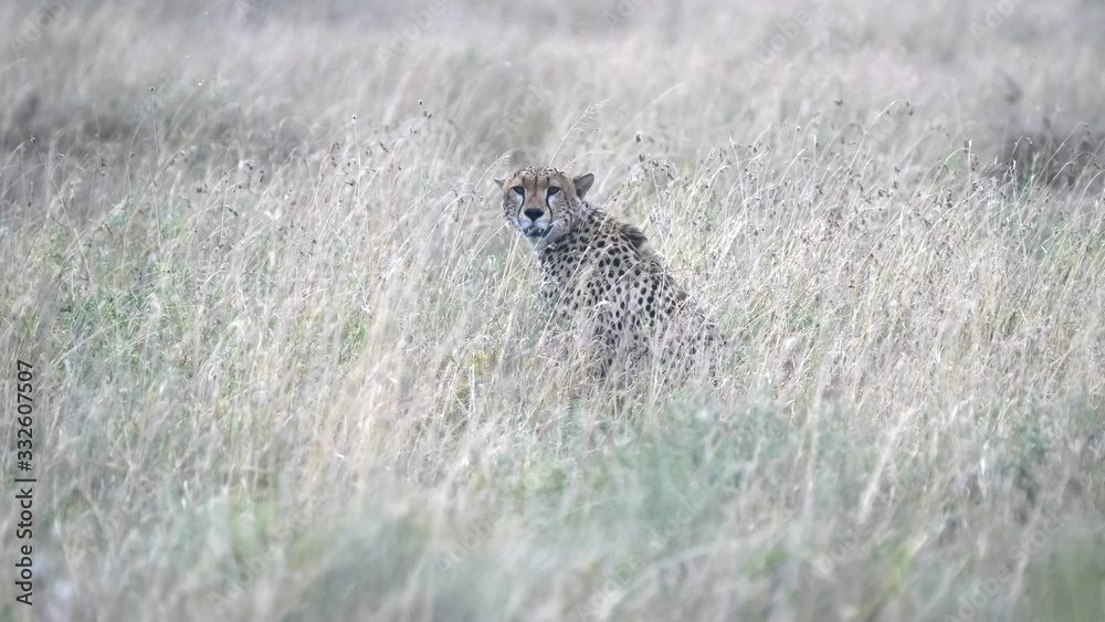 a cheetah sitting in long grass of the serengeti savanna
