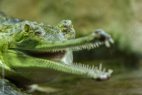 crocodile with mouth open