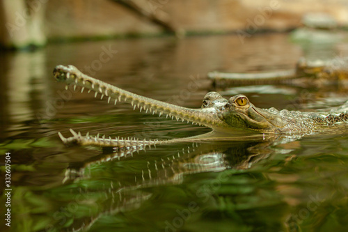 frog in pond