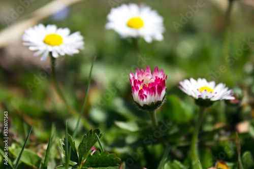 Frühlingsblumen in kräftigen Farben © Thomas H.