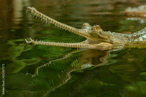 gavial in pond