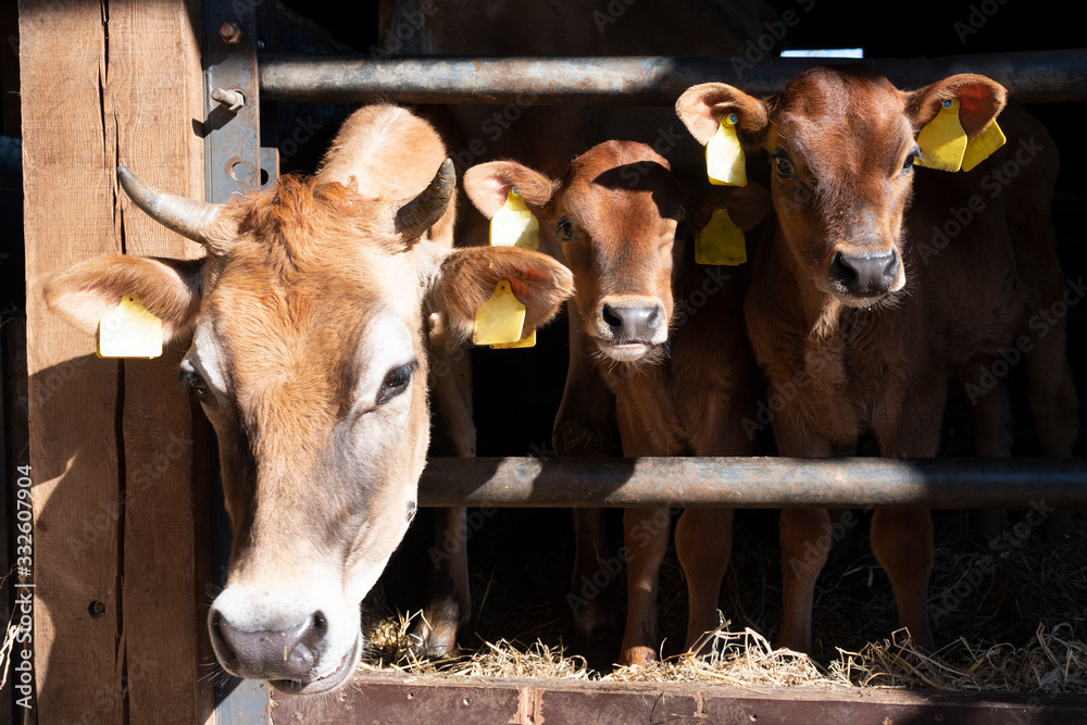 jersey cow and calves in open stable on dutch organic farm in the