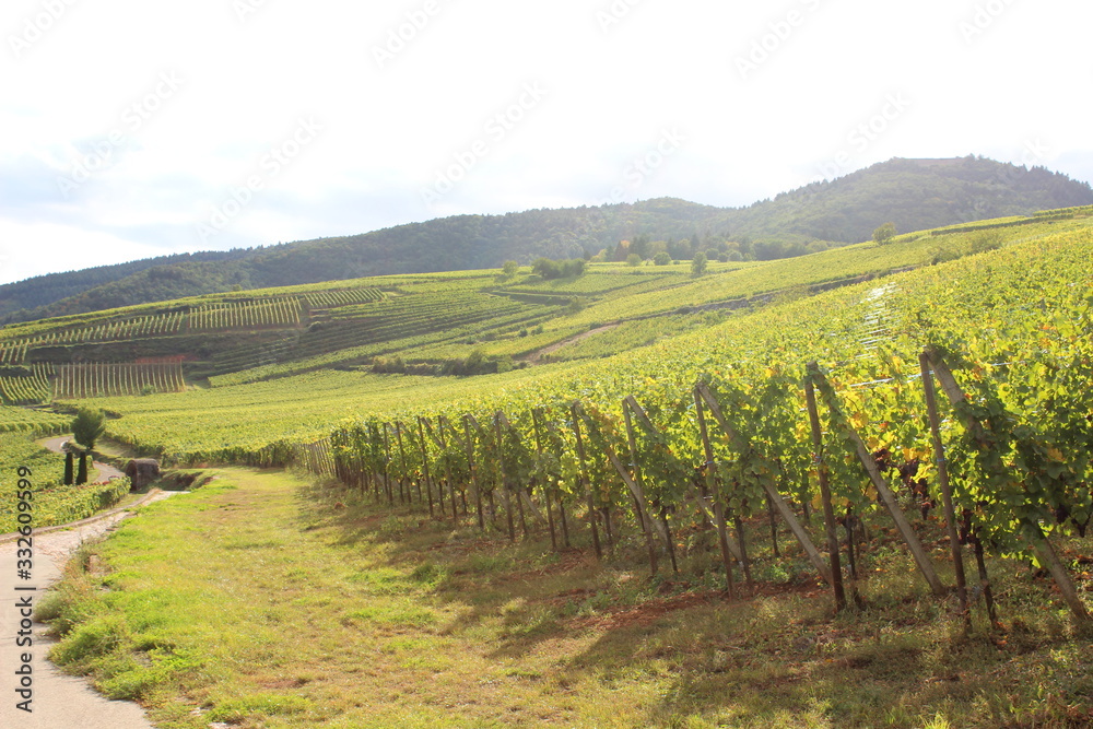 Weinbau, Elsass, Frankreich