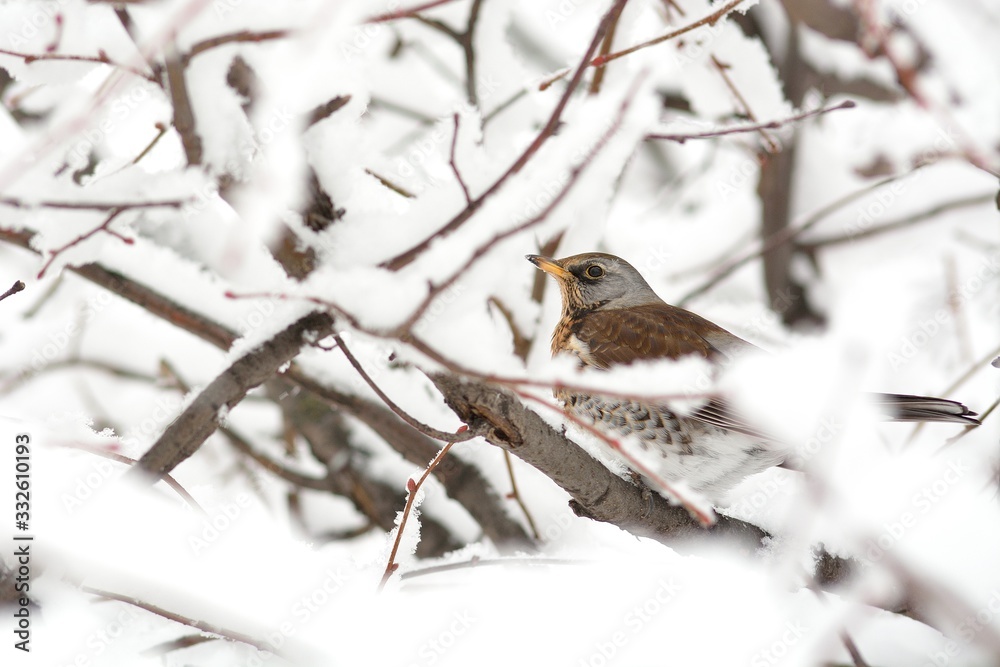 The thrush feeds on the remains of berries in the city. The thrush feeds on the remains of berries in the city.
