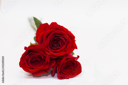 Three red roses on white background with copy space. Greeting concept.