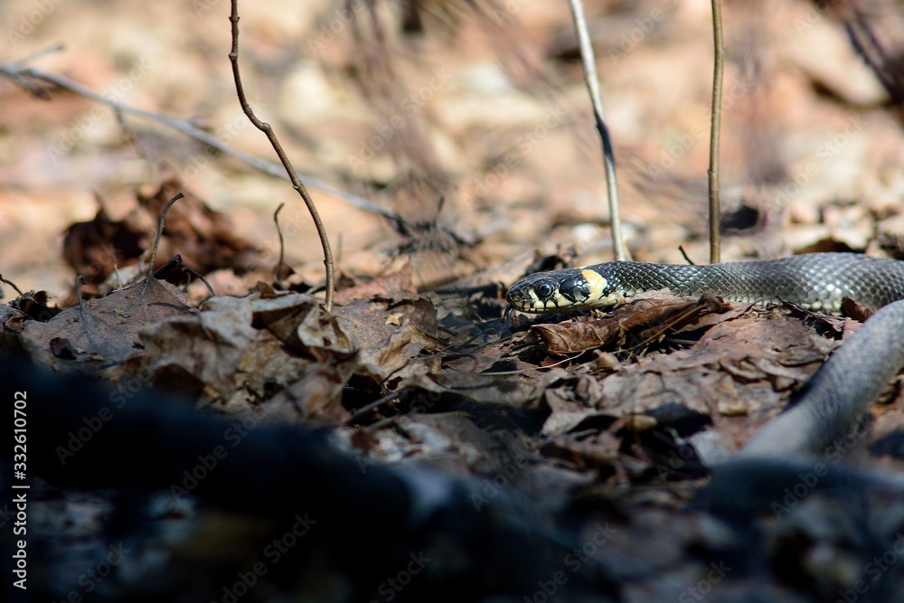 snake in spring forest (Natrix natrix) snake in spring forest (Natrix natrix)