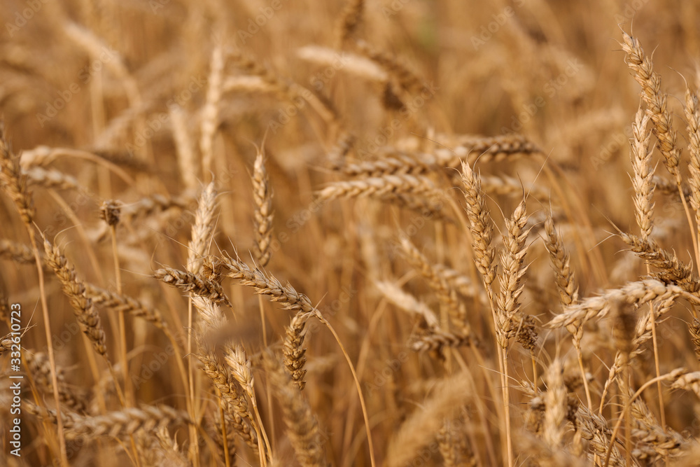 Obraz premium backdrop of ripening ears of yellow wheat field on the sunset cloudy orange sky background. Close up nature photo. 
