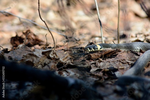 snake in spring forest  Natrix natrix 