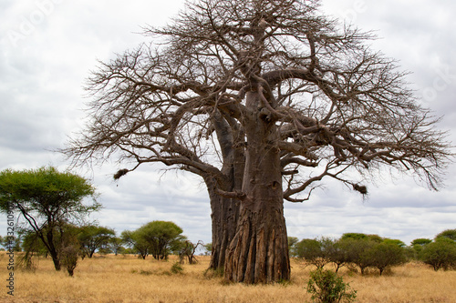 Huge baobab on the savanna of Tarangire National Park, in Tanzania, with yellow grass below it