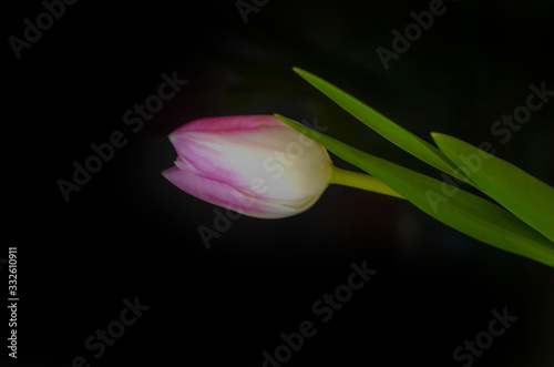 lila wei  e Tulpe auf schwarzen Hintergrund