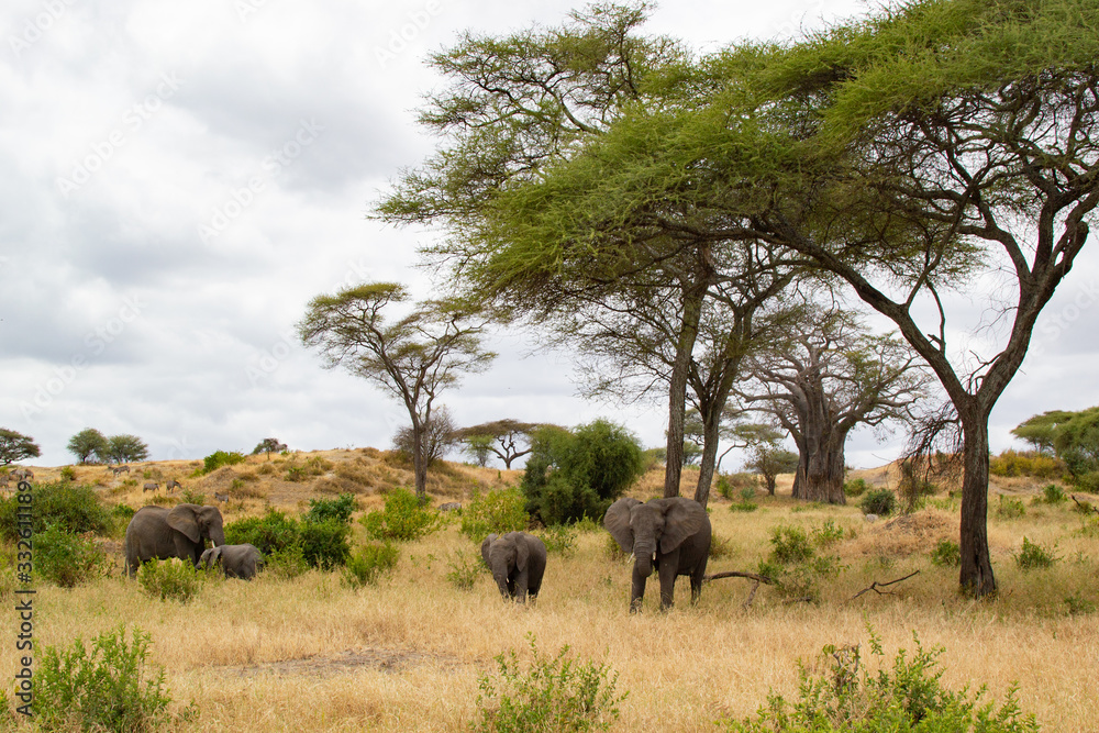 Herd of elephants under an acacia tree on the yellow grass of the savanna of Tarangire National Park, in Tanzania