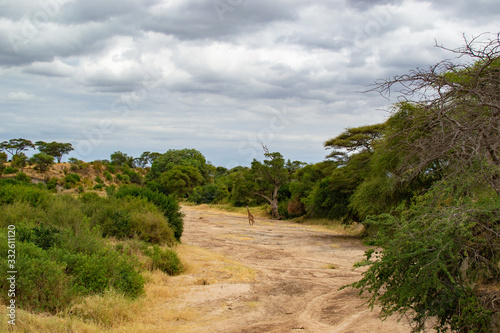 Dry channel of a river in Tarangire National Park, in Tanzania, with trees at both sides and a giraffe crossing