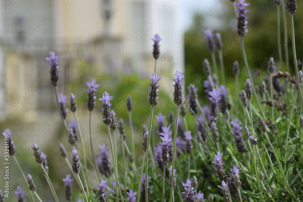 Obraz premium Beautiful, lavender, flowers, background, nature