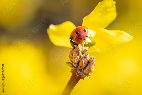 Marienkäfer auf gelber Blüte  photo