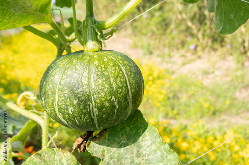 green pumpkin with leaves