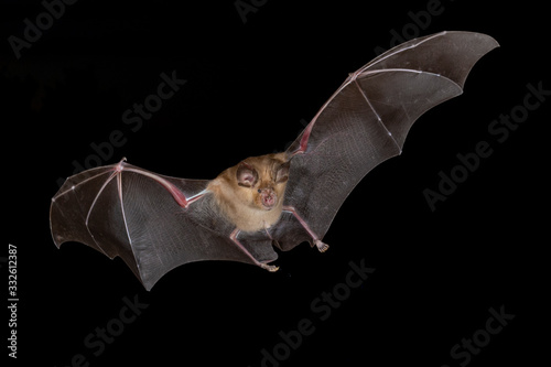 Print op canvas Greater horseshoe bat